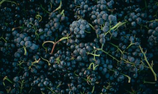 Red grapes .