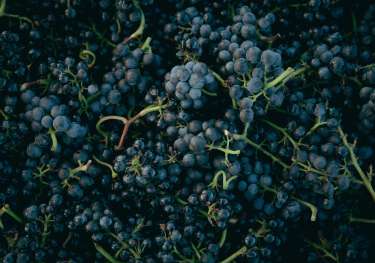 Red grapes .
