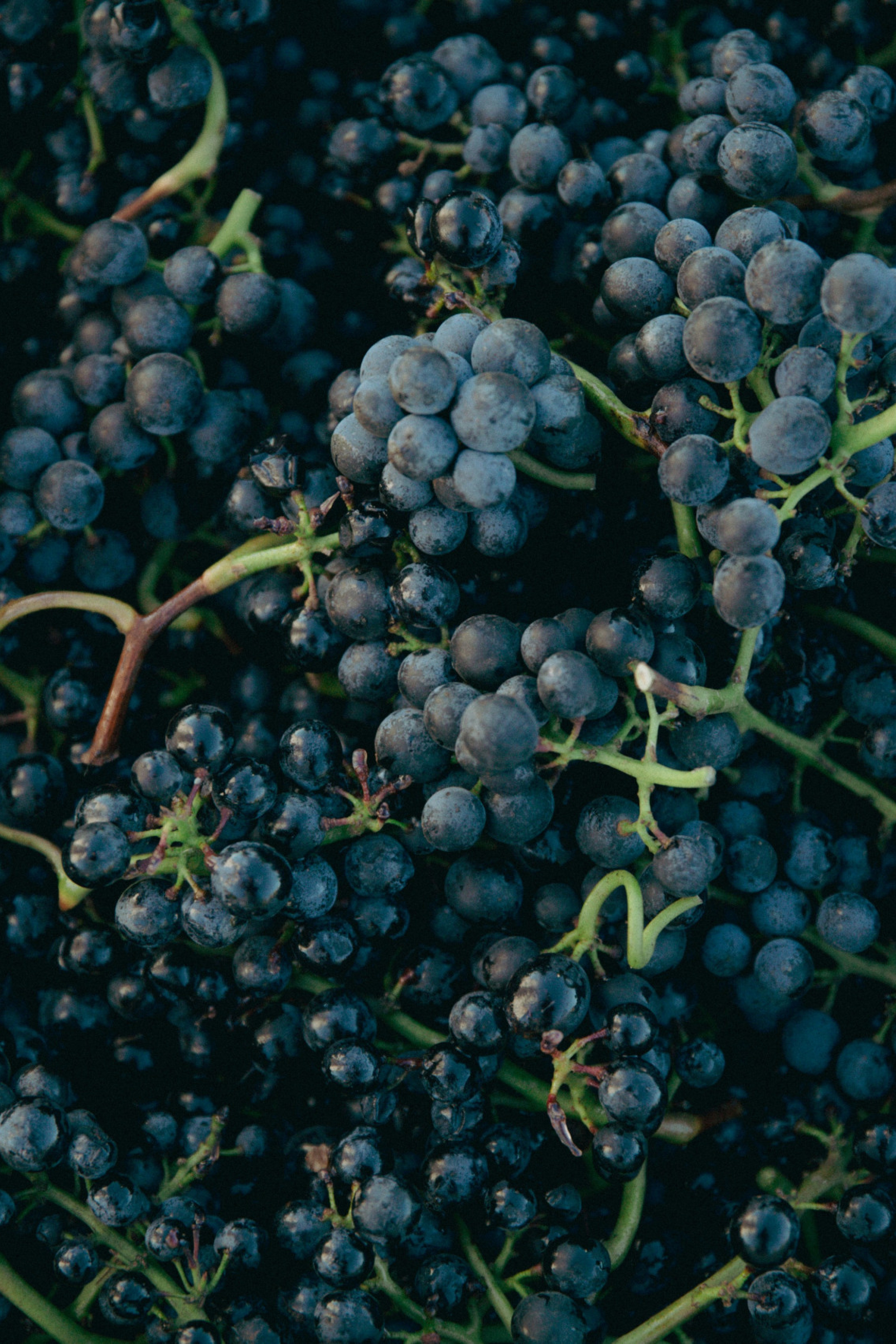 red grapes 