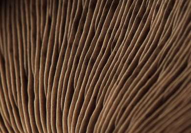 Mushroom gills.