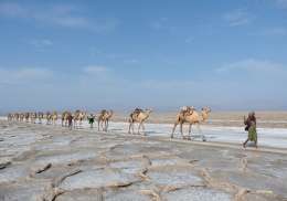Namibia camels.