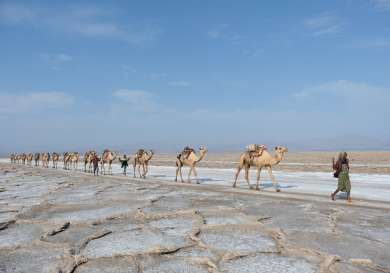 Namibia camels.