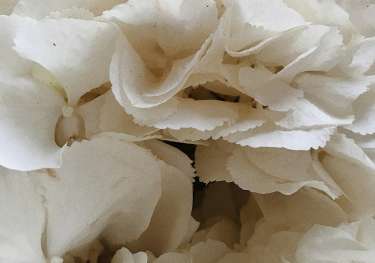 Bunch of white flower heads.