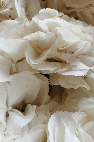 Bunch of white flower heads.