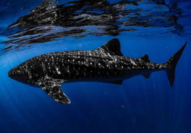Photo of whale shark in the ocean.