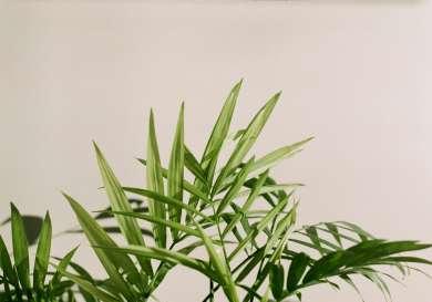Palm plants against beige wall .