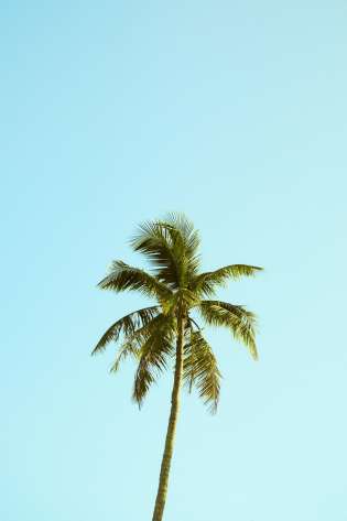 Single palm tree against blue sky .