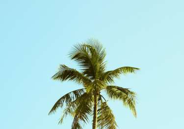 Single palm tree against blue sky .