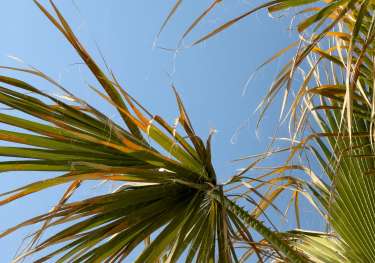 Palm trees.