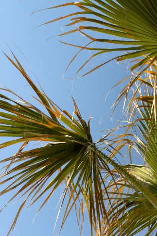 Palm trees.
