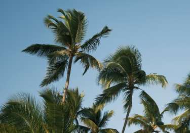 Palm trees against blue sky.