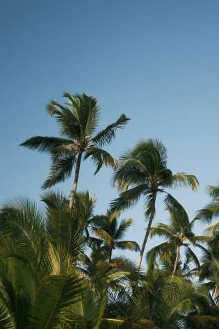 Palm trees against blue sky.