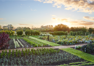 Hotel kitchen garden.