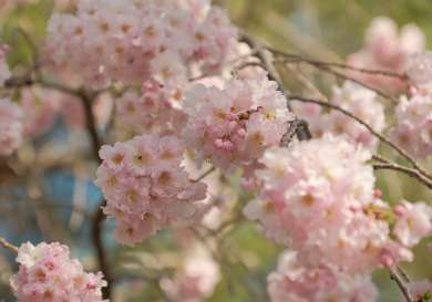Close-up photo of blossom on branches.