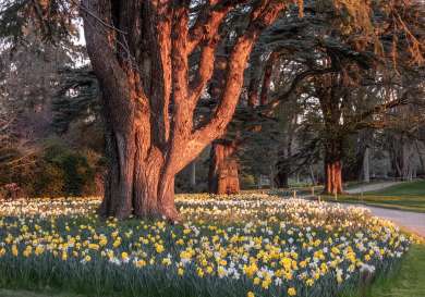 Daffodils surrounding a tree at blenheim palace .