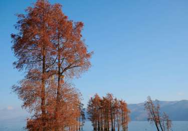Trees growing in lake .