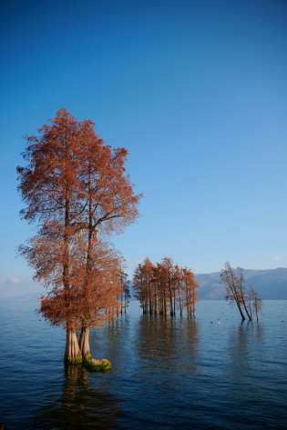 Trees growing in lake .