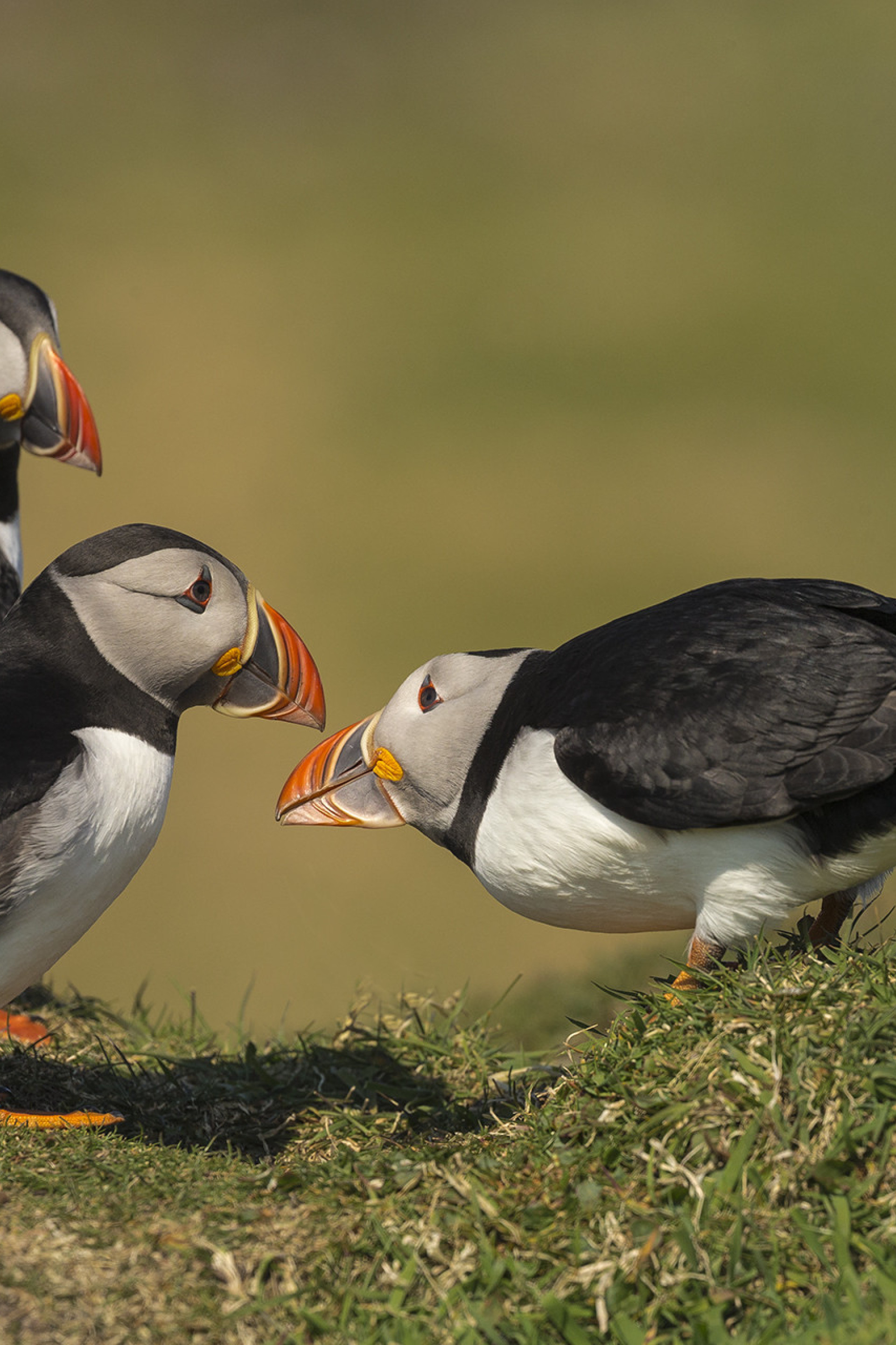 puffins in the hebrides