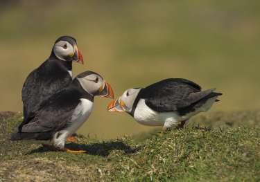 Puffins in the hebrides.