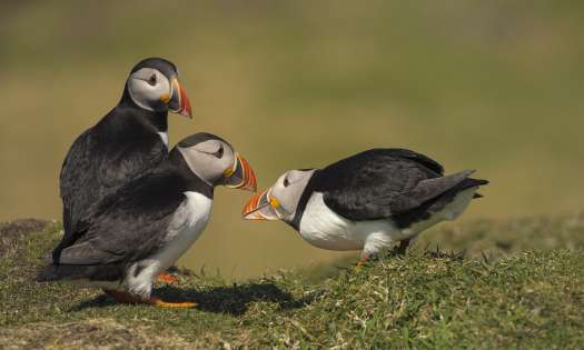 Puffins in the hebrides.