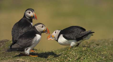 Puffins in the hebrides.