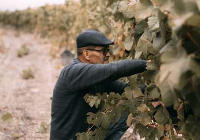 Quinta da gricha vineyards expert picking grapes.