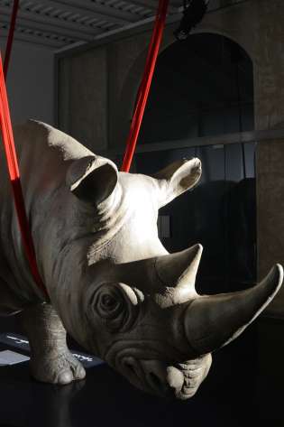 Rhinoceros gallery   installazione rhinoceros apud saepta   di raffaele curi   foto pino le pera dsc_5679.