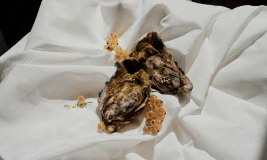 Oysters with berries on white cloth.