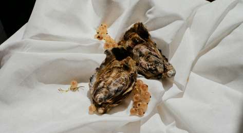 Oysters with berries on white cloth.