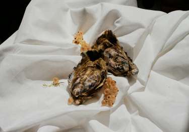 Oysters with berries on white cloth.