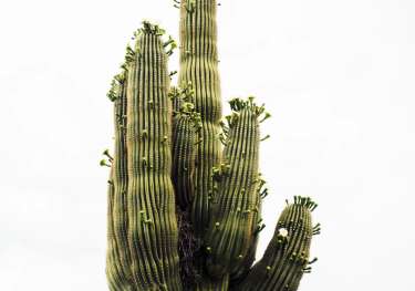 Photo of saguaro cacti in phoenix .