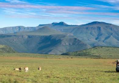 Lions in the wild in south africa.