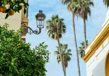 Photo of street in seville with orange tree.
