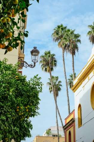 Photo of street in seville with orange tree.