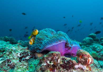 View of fish while snorkelling in maldives.