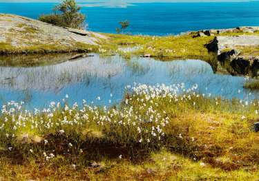 Mountains in sweden with spring flowers.