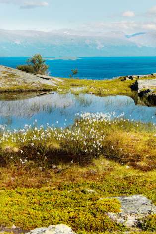 Mountains in sweden with spring flowers.