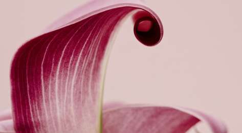 Pink petal with curled tip.