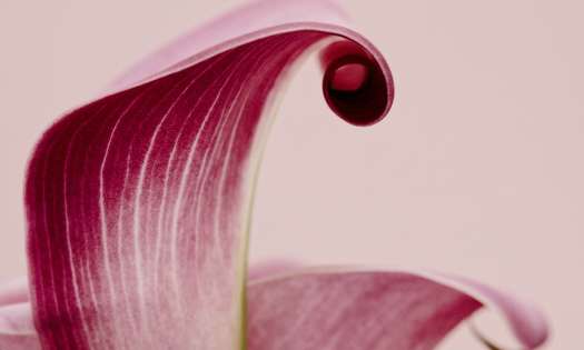 Pink petal with curled tip.