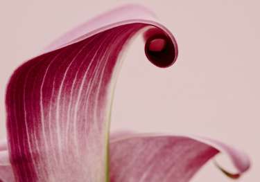 Pink petal with curled tip.