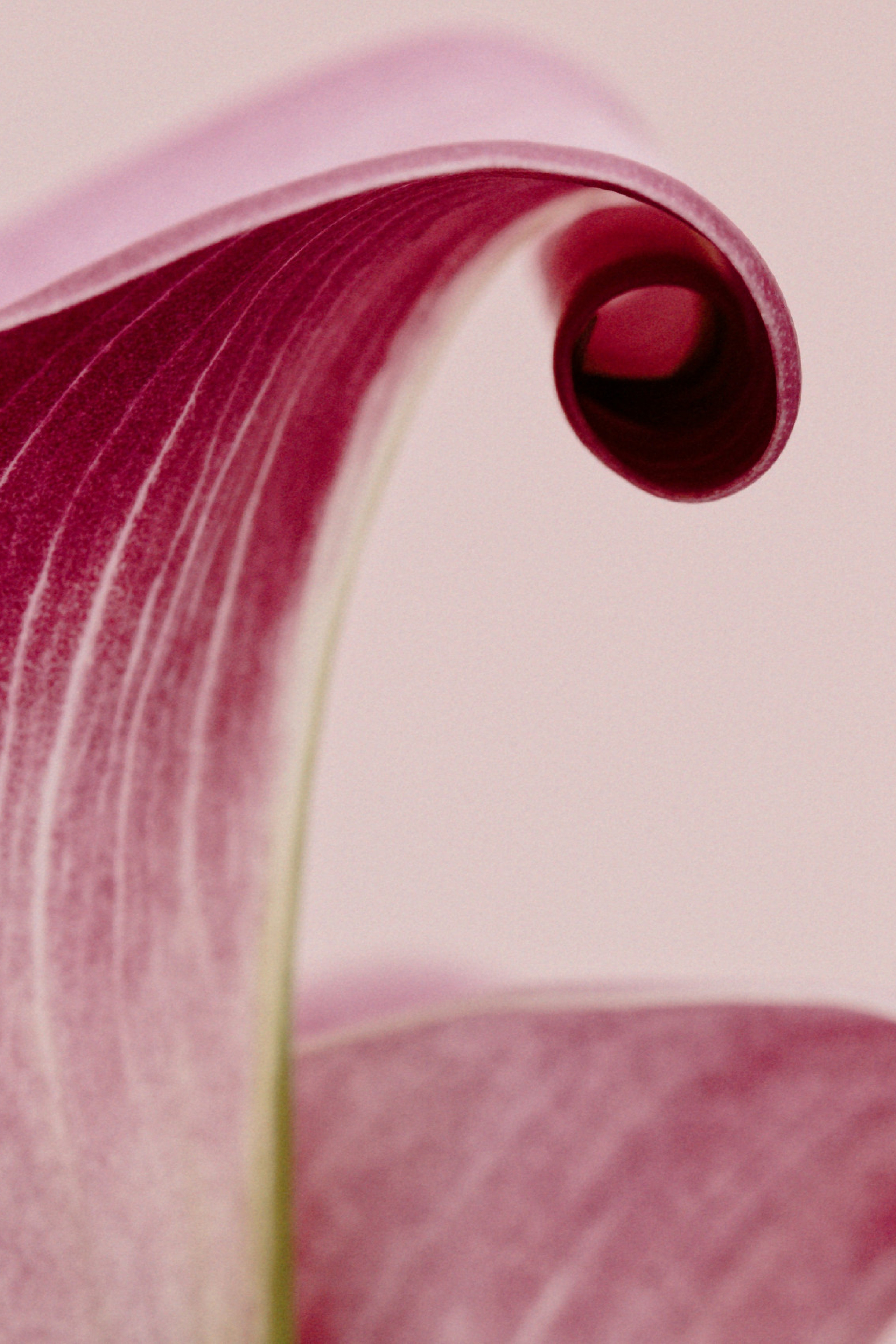 pink petal with curled tip