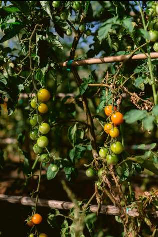 Tomatoes on the vine.