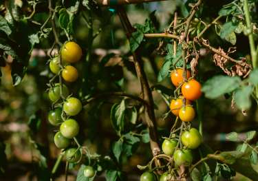 Tomatoes on the vine.