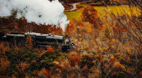 Train passing through autumn trees .