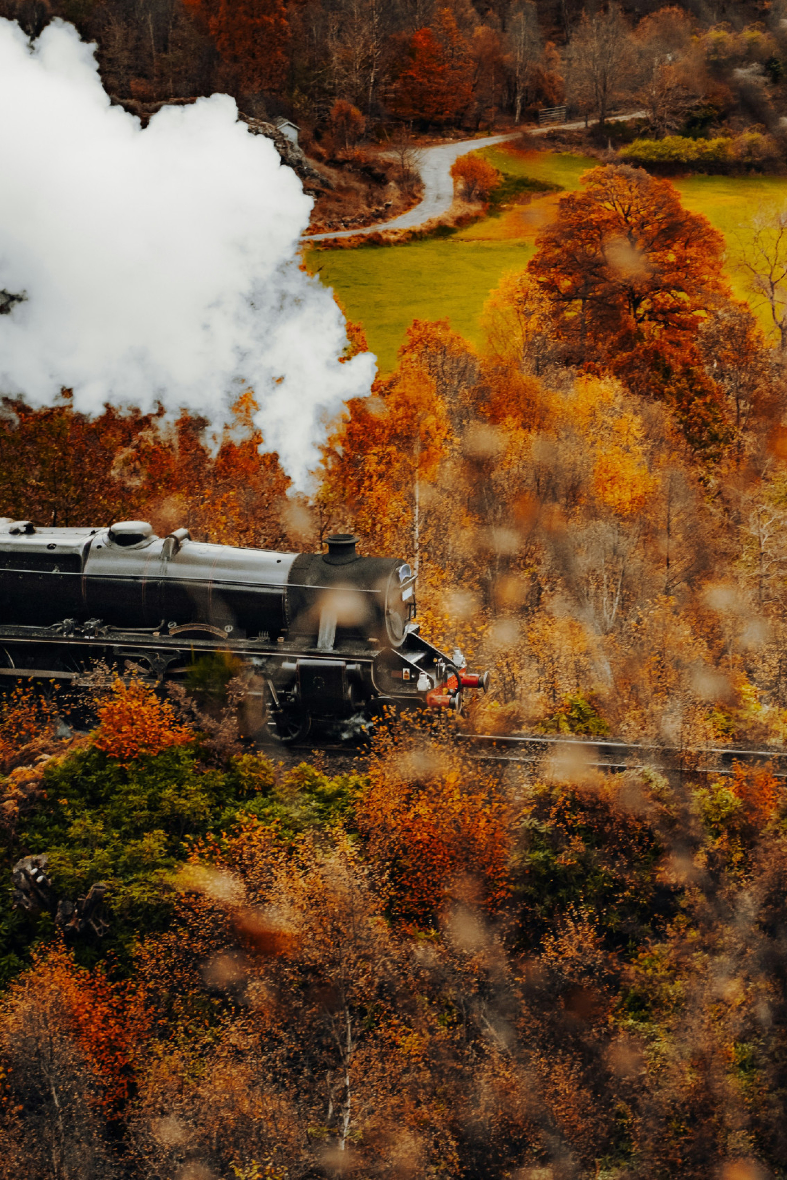 train passing through autumn trees 