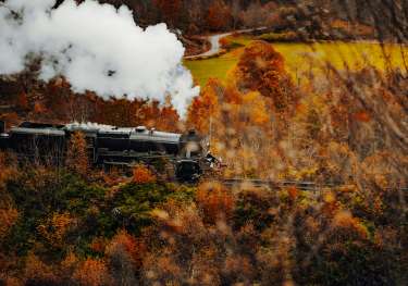 Train passing through autumn trees .