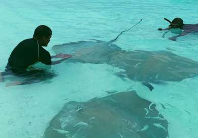 Manta ray feeding session.