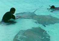 Manta ray feeding session.