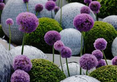 Purple flowers at chelsea flower show .
