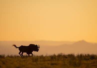Wildebeest running in reserve with sunset in the background.